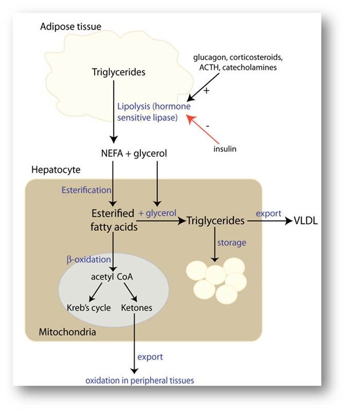 © Cornell University